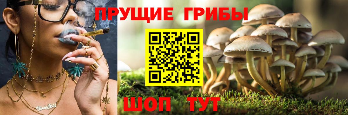 Псилоцибиновые грибы GOLDEN TEACHER  где можно купить   Волжский  Галлюциногенные грибы мицелий  Вход с VPN 